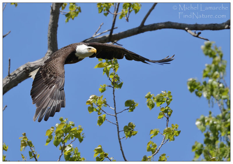 Bald Eagleadult, Flight