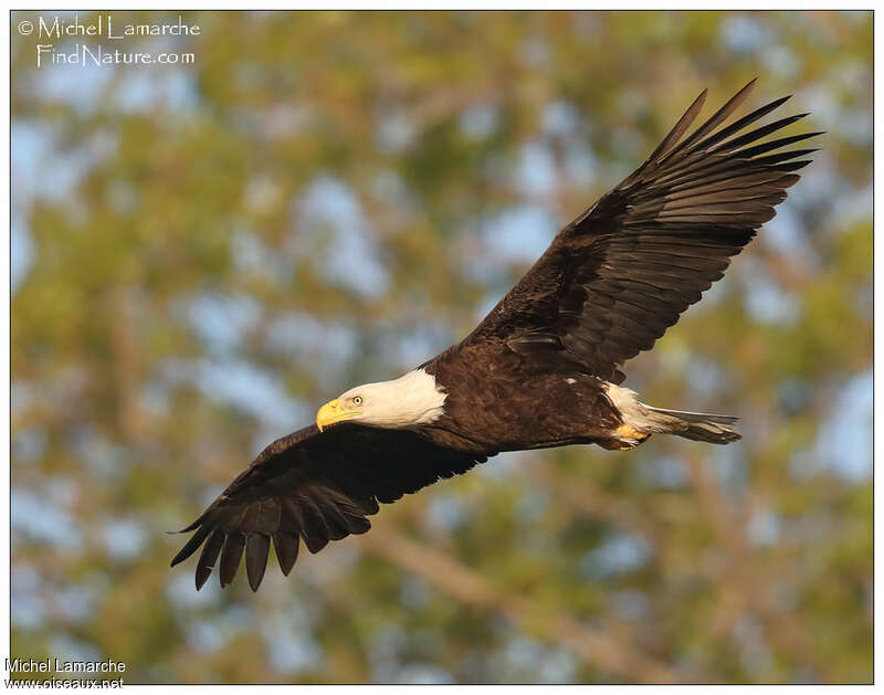 Bald Eagleadult, pigmentation, Flight