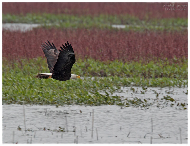 Bald Eagle, Flight