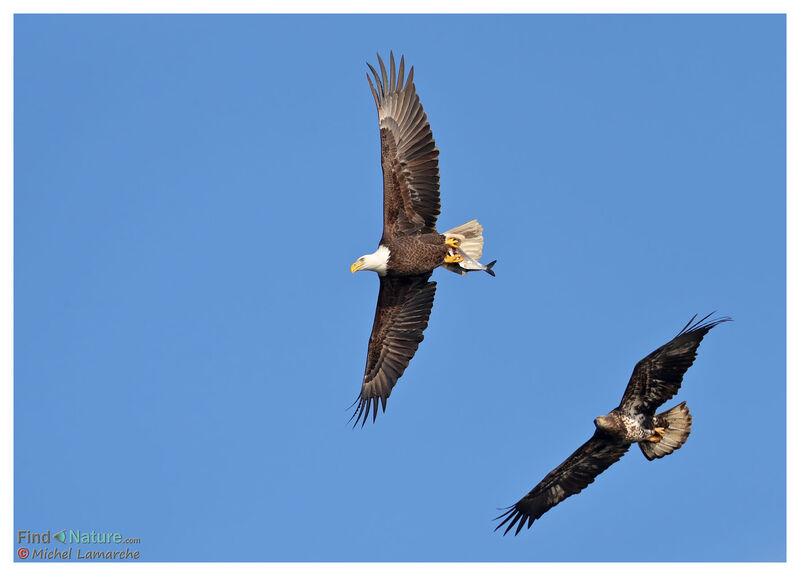 Bald Eagleadult, Flight