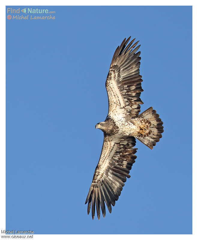 Bald Eagleimmature, pigmentation, Flight