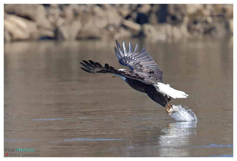 Bald Eagleadult, Flight, fishing/hunting