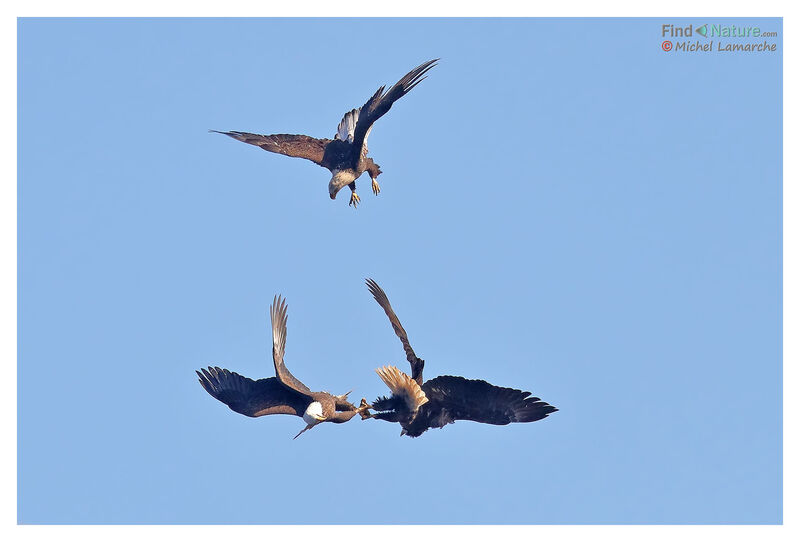 Bald Eagle, Flight