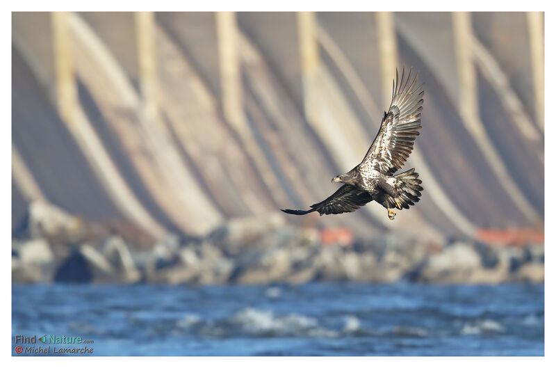 Bald Eaglejuvenile, Flight