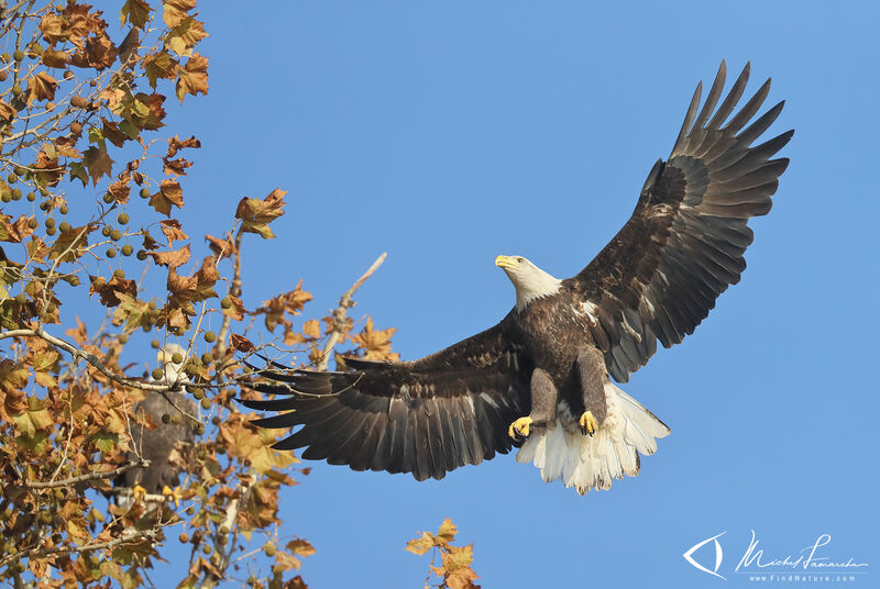 Bald Eagleadult, Flight