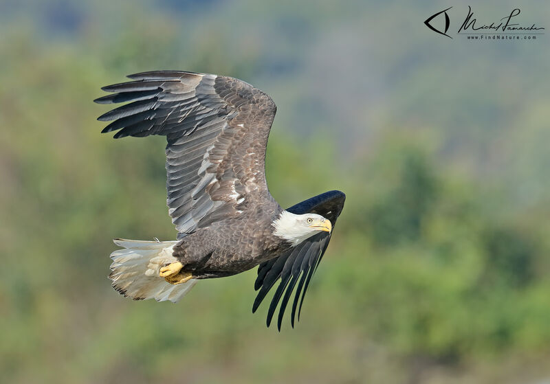 Bald Eagleadult, Flight