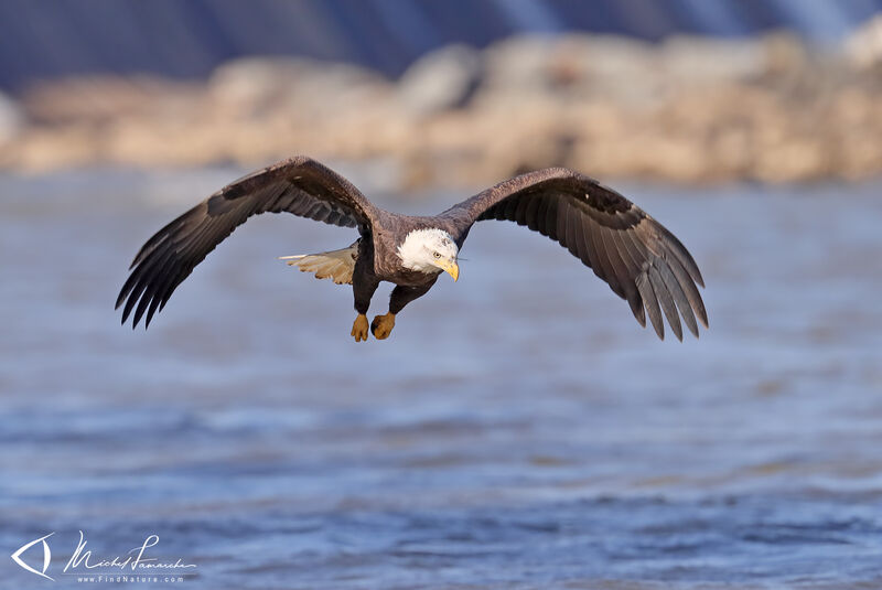 Bald Eagleadult, Flight