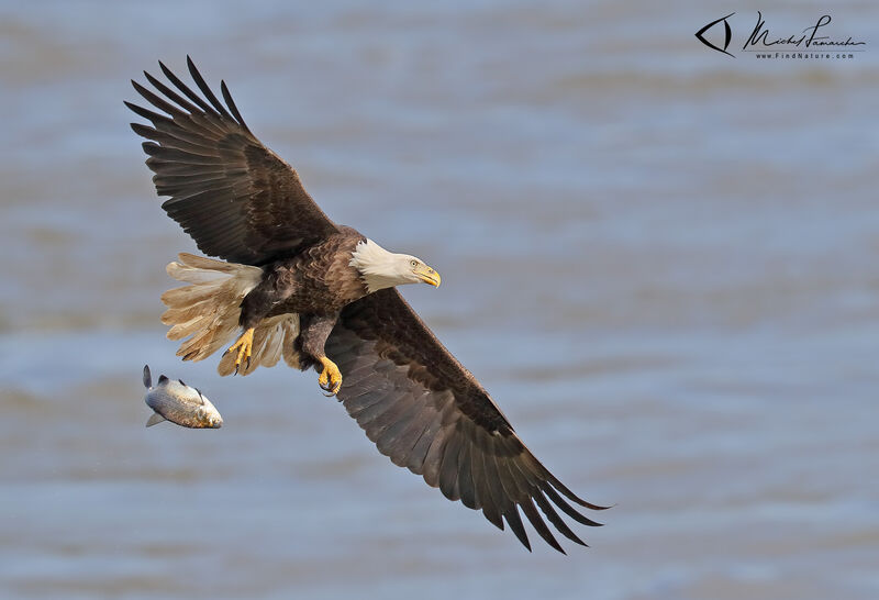 Bald Eagleadult, Flight, fishing/hunting