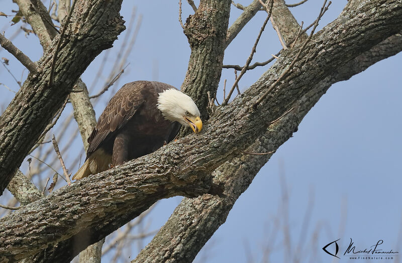 Bald Eagleadult