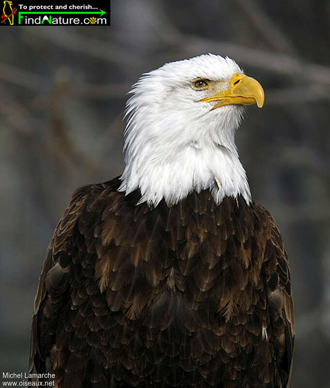 Bald Eagleadult, close-up portrait