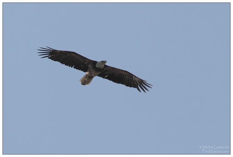 Bald Eagle, Flight