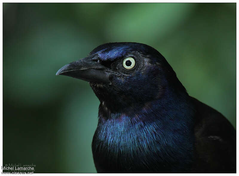 Common Grackleadult, close-up portrait