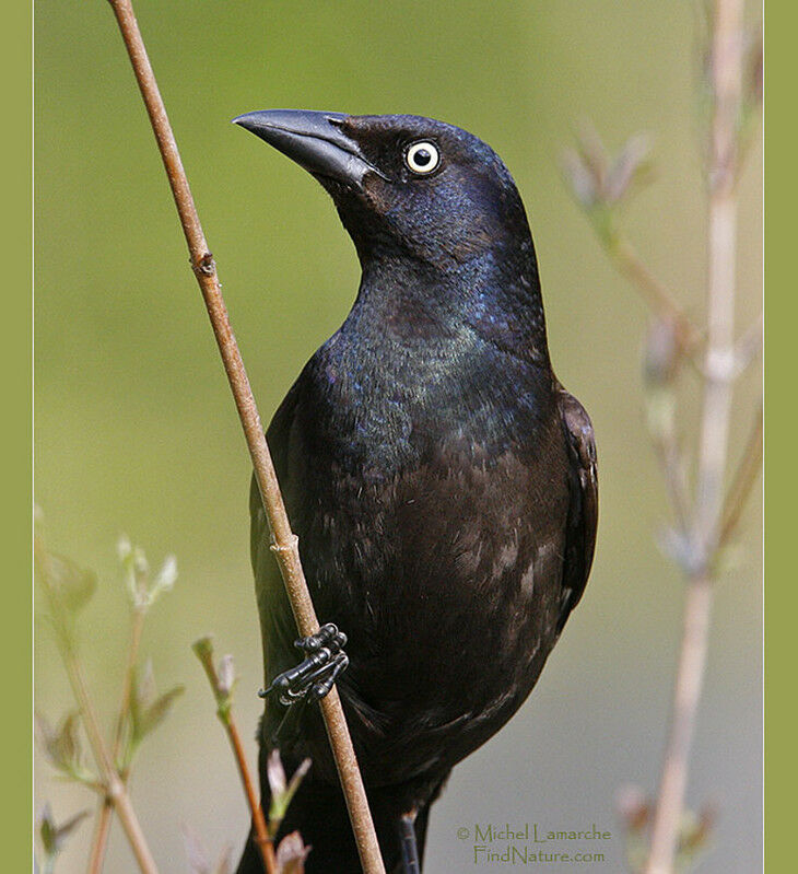 Common Grackle