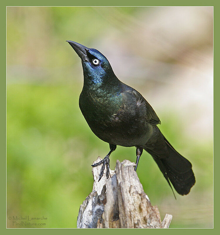 Common Grackle