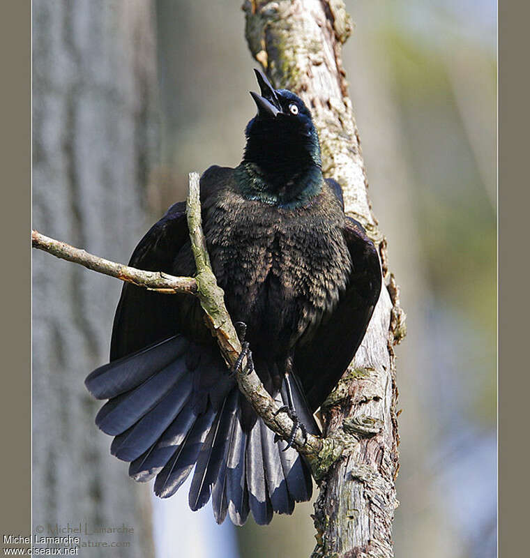 Common Grackleadult, pigmentation, courting display, Behaviour