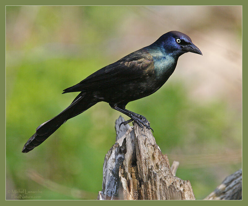 Common Grackle