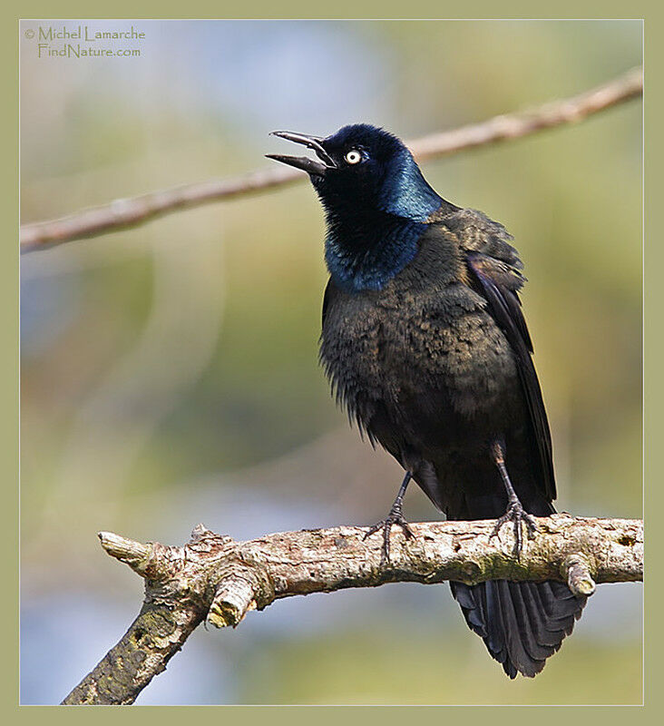 Common Grackle