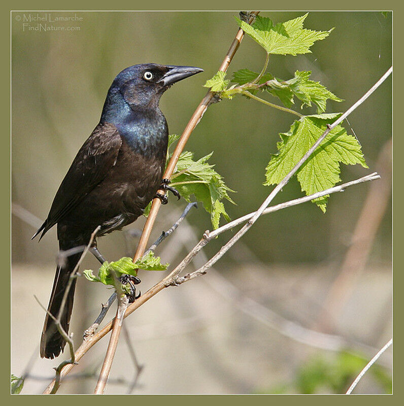 Common Grackle