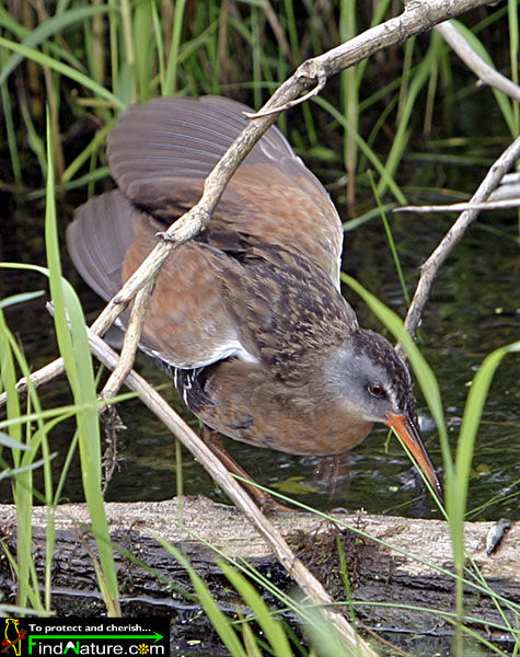 Virginia Rail