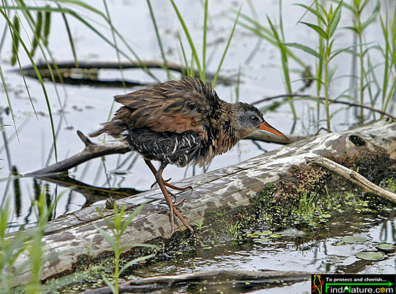 Virginia Rail