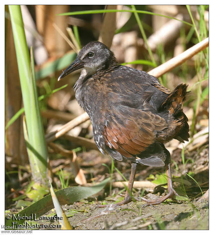 Râle de Virginiejuvénile, identification