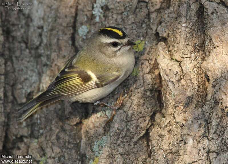 Golden-crowned Kinglet female adult, identification