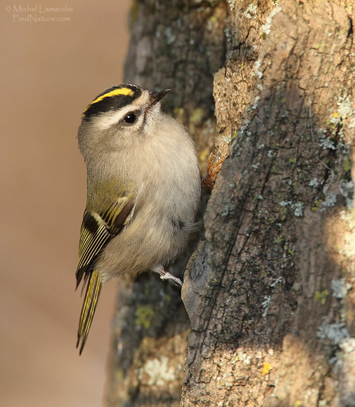 Golden-crowned Kinglet female, identification