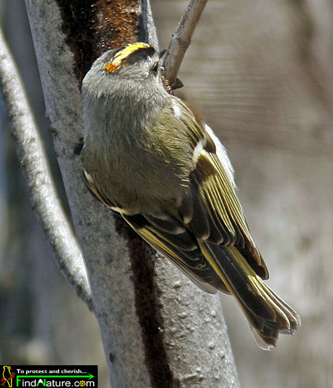 Roitelet à couronne dorée mâle adulte