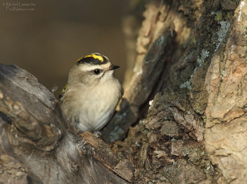 Roitelet à couronne dorée femelle