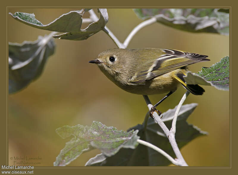 Ruby-crowned Kinglet male, identification