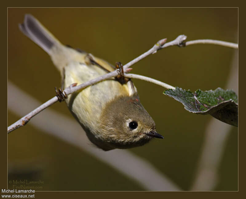 Ruby-crowned Kinglet, Behaviour