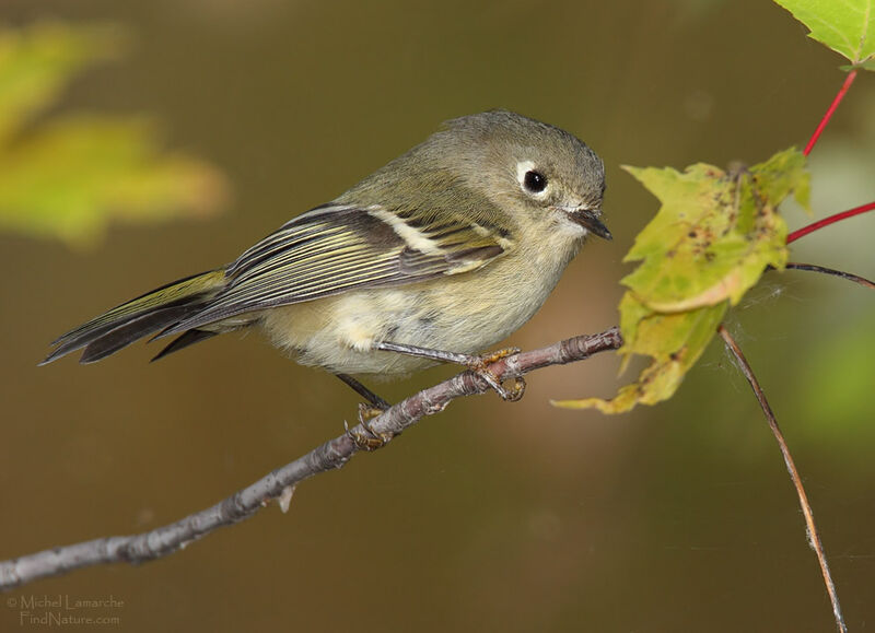 Ruby-crowned Kinglet