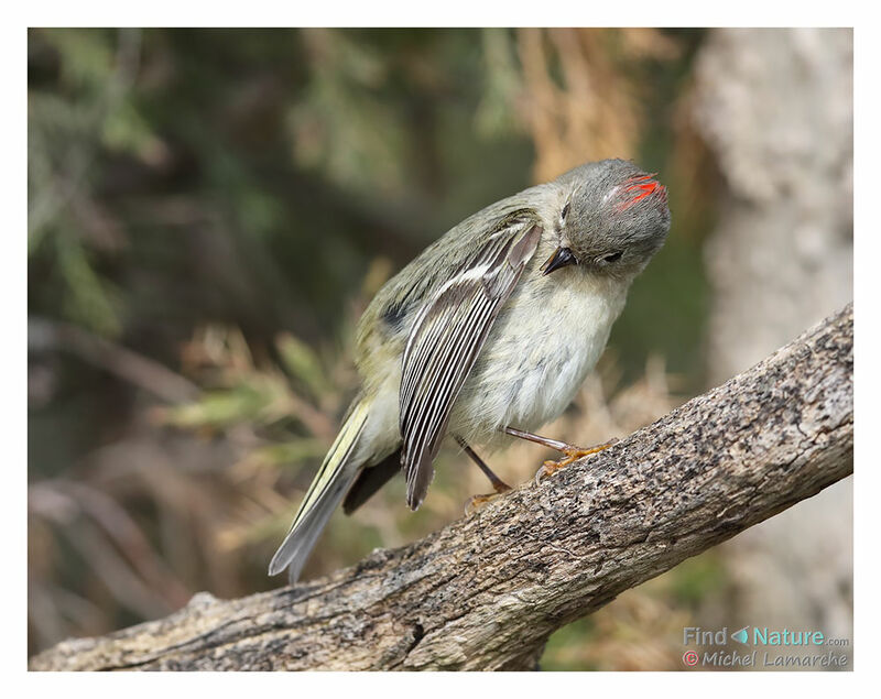 Ruby-crowned Kinglet