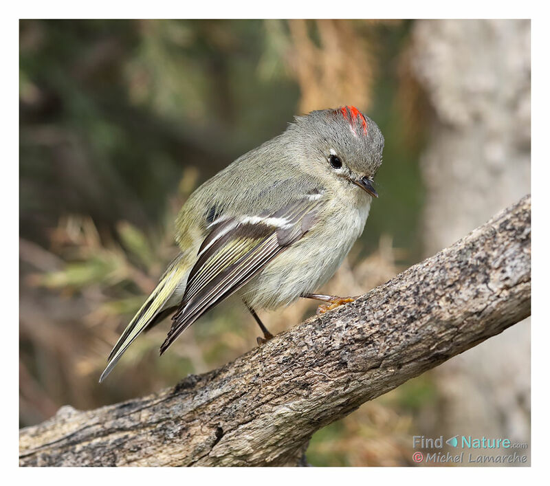 Ruby-crowned Kinglet