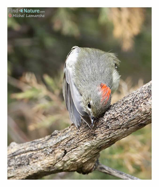 Roitelet à couronne rubis