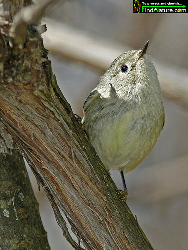 Ruby-crowned Kinglet