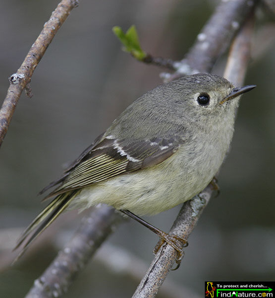 Ruby-crowned Kingletadult