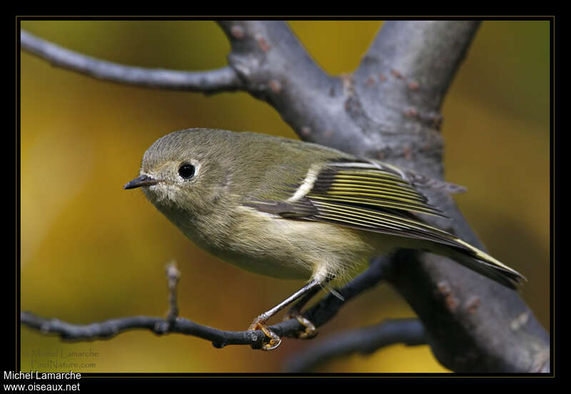 Ruby-crowned Kinglet male, identification