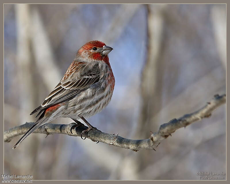 House Finch male adult breeding, identification