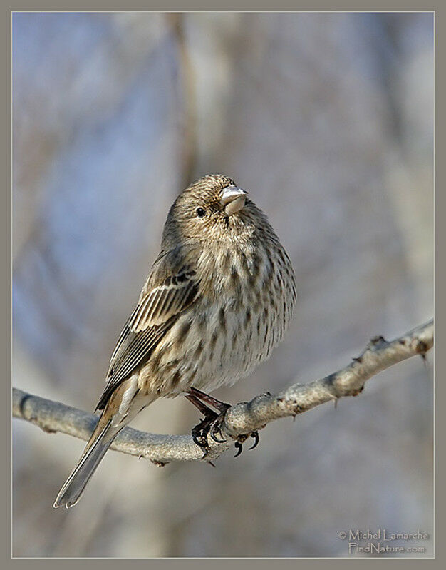 House Finch female adult