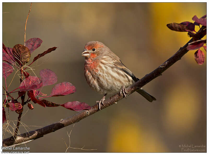 Roselin familier mâle adulte, identification