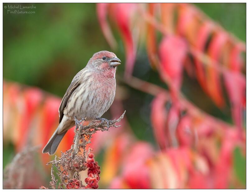 House Finch male adult