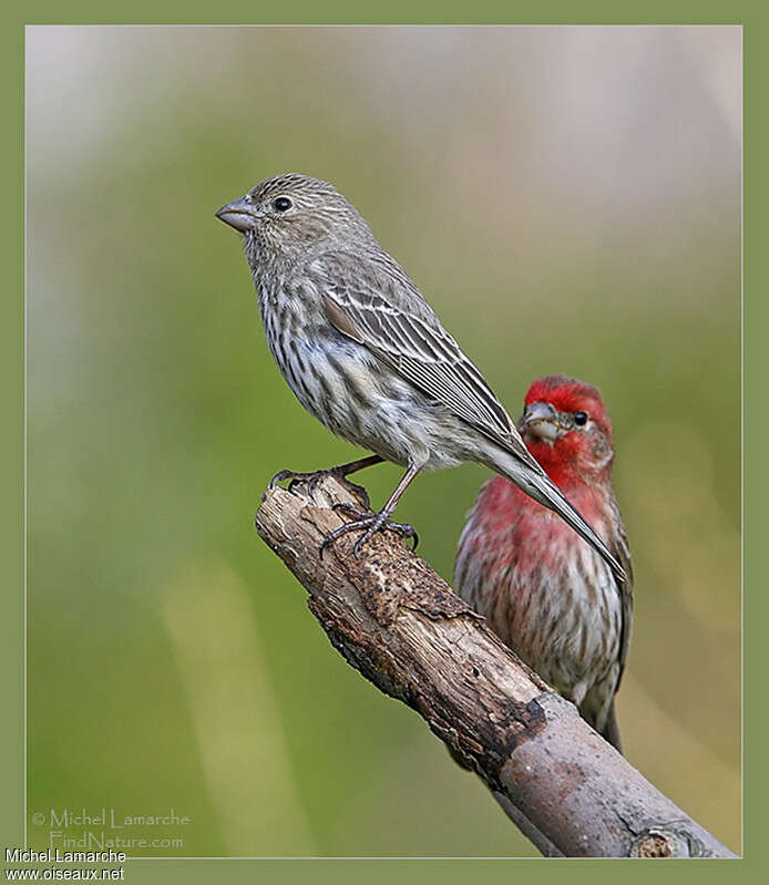 House Finchadult breeding, pigmentation