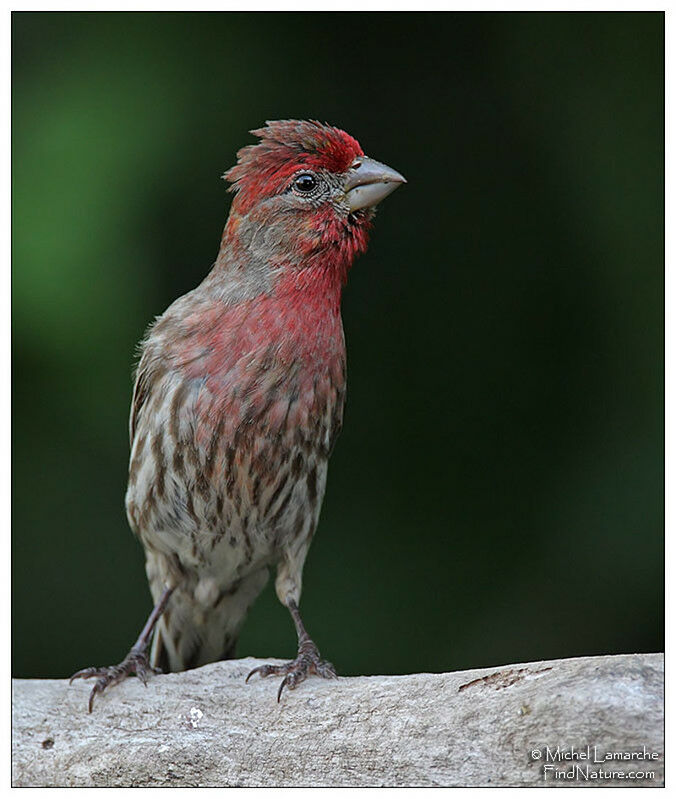 House Finch male adult