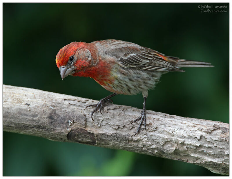 House Finch