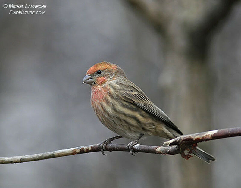 House Finch male adult