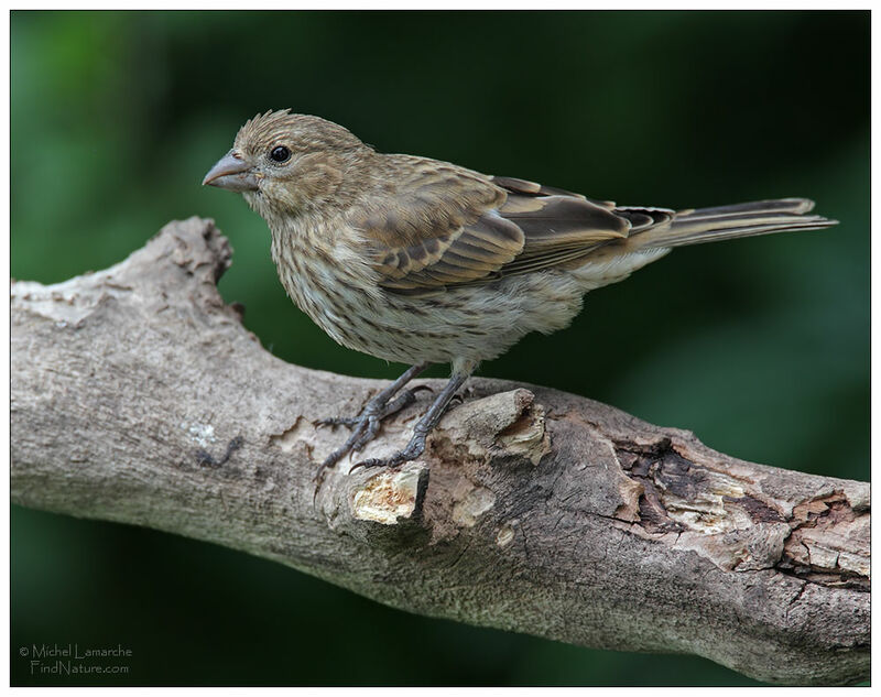 House Finch female adult