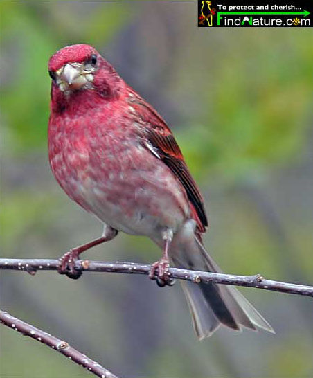 Purple Finch