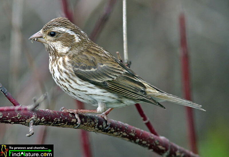 Purple Finch