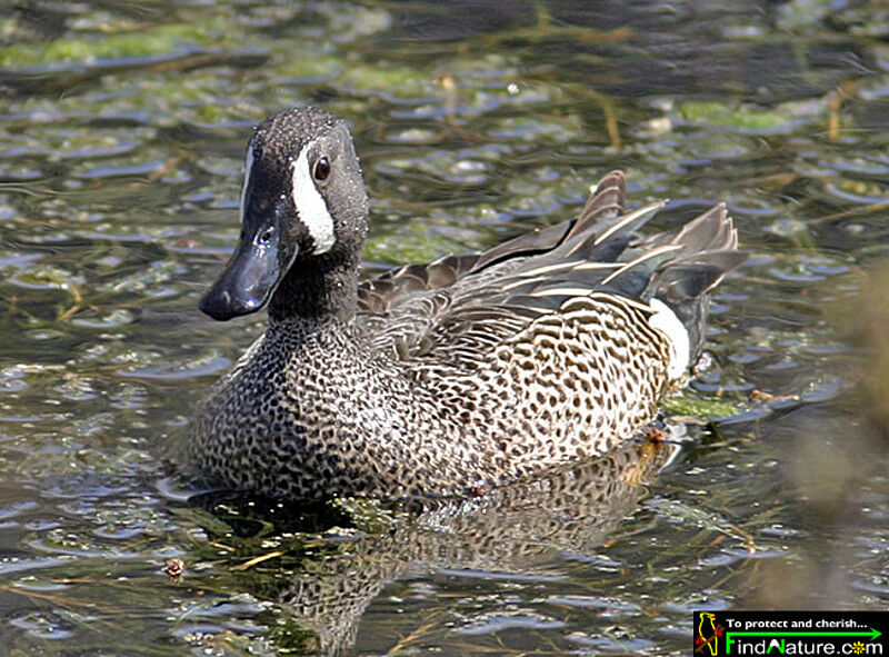 Blue-winged Teal